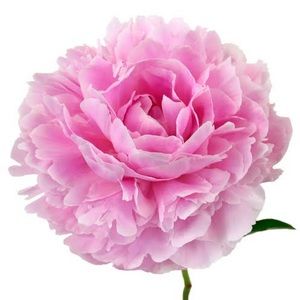 Meet your Posher, Josephine